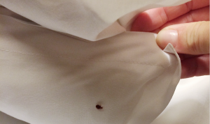 bed-bugs